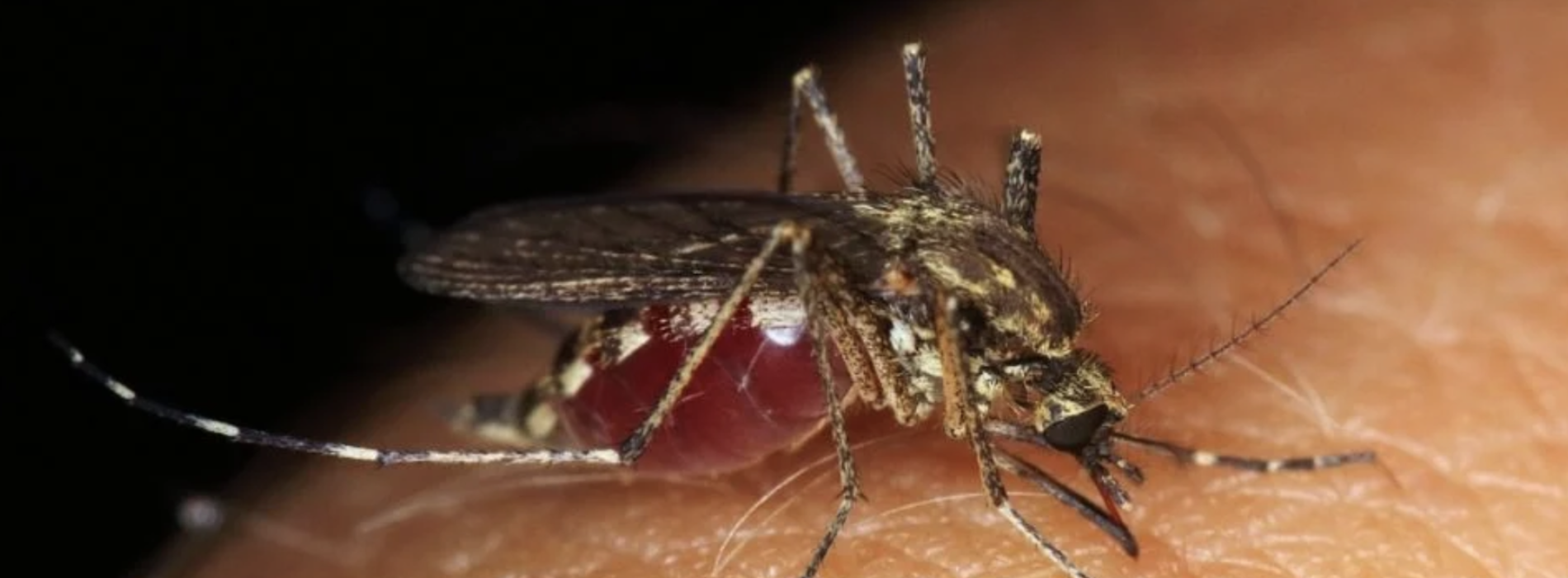 Confirman primera defunción por dengue en OAXACA